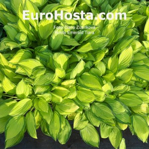 Hosta Emerald Tiara