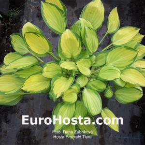 Hosta Emerald Tiara