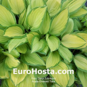 Hosta Emerald Tiara