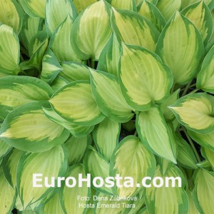 Hosta Emerald Tiara