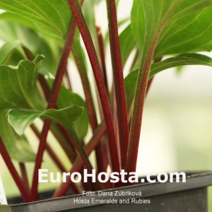 Hosta Emeralds and Rubies - Eurohosta