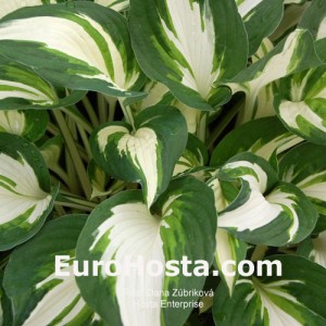 Hosta Enterprise - Eurohosta