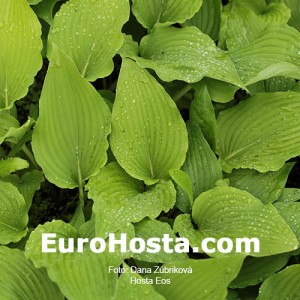 Hosta Eos