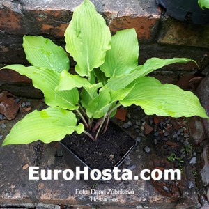 Hosta Eos