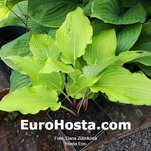 Hosta Eos