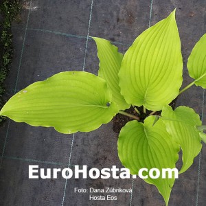 Hosta Eos