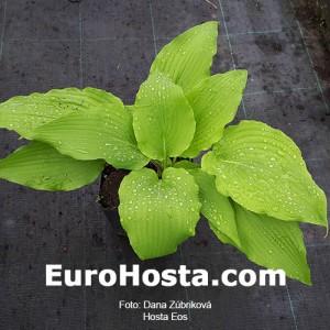 Hosta Eos