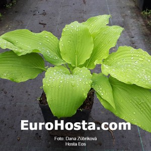 Hosta Eos