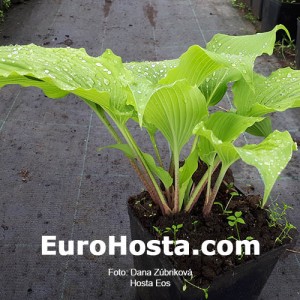 Hosta Eos