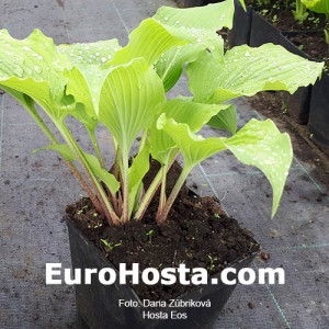 Hosta Eos