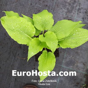 Hosta Eos