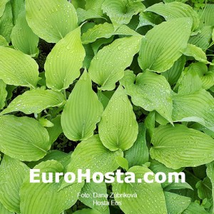 Hosta Eos