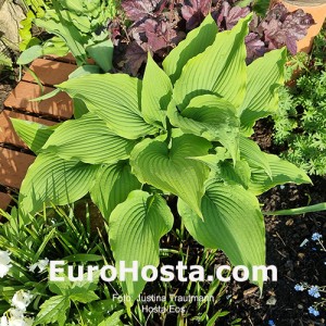 Hosta Eos