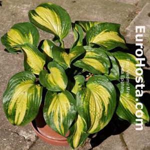 Hosta Epiphany - Eurohosta