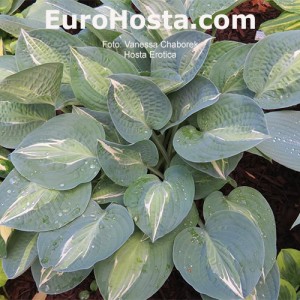 hosta Erotica