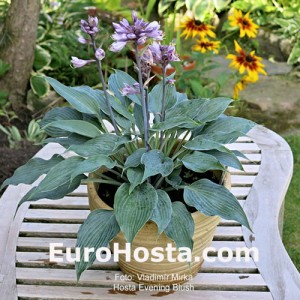 Hosta Evening Blush