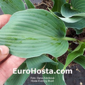 Hosta Evening Blush