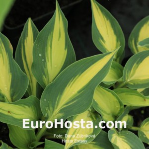 Hosta Extasy - Eurohosta