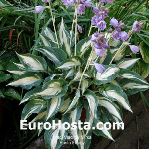 Hosta Extasy - Eurohosta