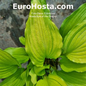 Hosta Eye of the Dragon