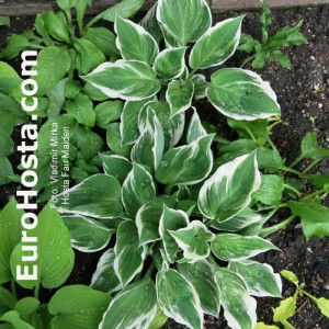 Hosta Fair Maiden