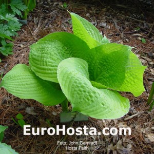 Hosta Faith