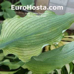 Hosta Fallen Angel