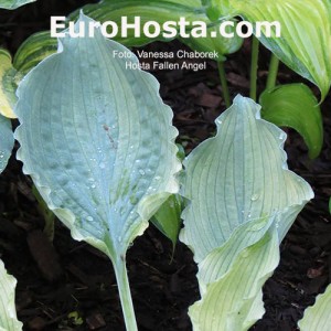 Hosta Fallen Angel