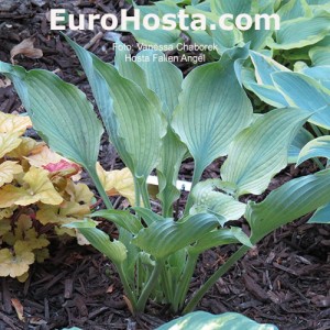 Hosta Fallen Angel