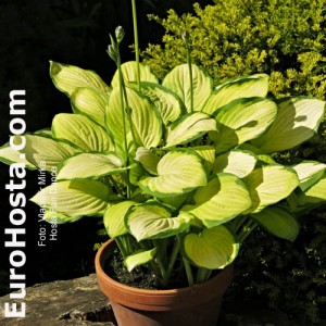 Hosta Fan Dance