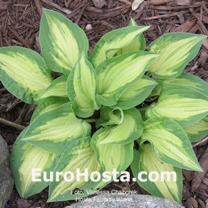 Hosta Fantasy Island - Eurohosta