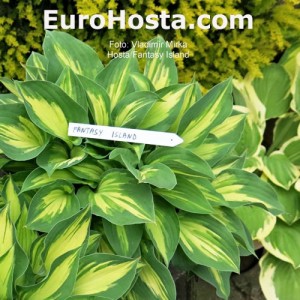 Hosta Fantasy Island - Eurohosta