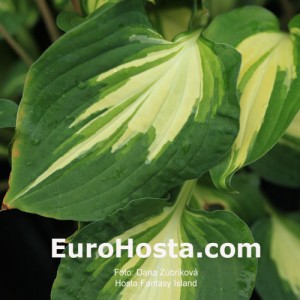 Hosta Fantasy Island - Eurohosta