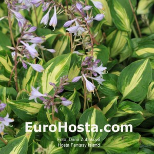 Hosta Fantasy Island - Eurohosta