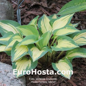 Hosta Fantasy Island - Eurohosta