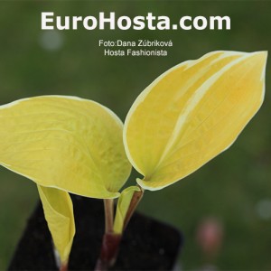 Hosta Fashionista