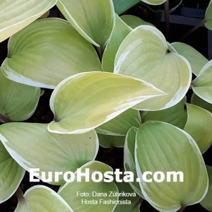 Hosta Fashionista