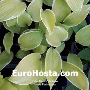 Hosta Fashionista