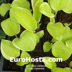 Hosta Fashionista