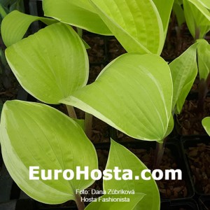 Hosta Fashionista