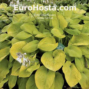 Hosta Fat Cat - Eurohosta