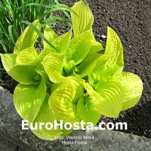 Hosta Fiesta