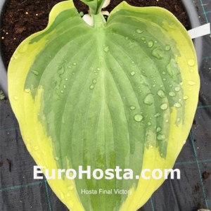 Hosta Final Victory