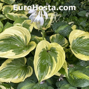 Hosta Final Victory