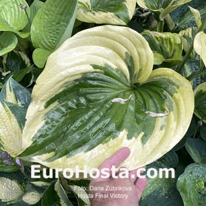 Hosta Final Victory