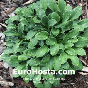 Bohyška Hosta funkia Halcyon | EUROHOSTA