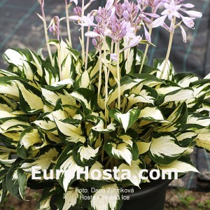 Hosta Fire and Ice - Eurohosta