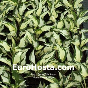 Hosta Fire and Ice - Eurohosta