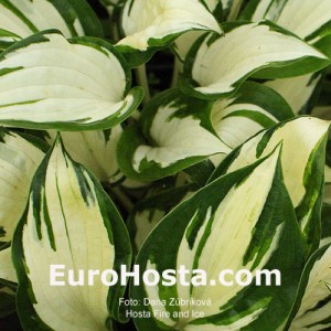 Hosta Fire and Ice - Eurohosta