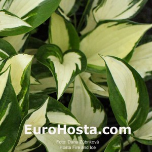 Hosta Fire and Ice - Eurohosta